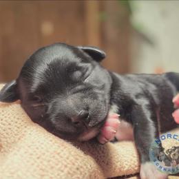 Raven - Black female Miniature Schnauzer puppy in Magalia, California from NorCal Schnauzers