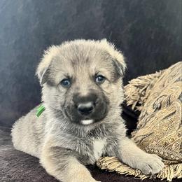 Amos - Sable male German Shepherd puppy in Yuba City, California from Barton’s German Shepherds
