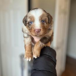 Buddy - Red merle male Australian Shepherd puppy in Tyner, Kentucky from Lil’ Town Aussies