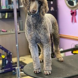 Goldendoodle and Poodle All Grown Up from Southern Divine Kennels