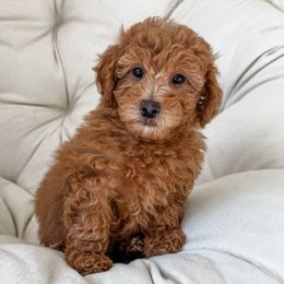 Poodle puppies from Daphne's Dozen