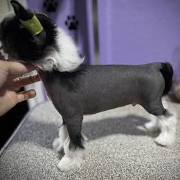 Mickey- adorable hairless boy - Black and white male Chinese Crested puppy in Tomball, Texas from Gracieux Chinese Cresteds