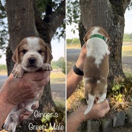 Boy 5 - male Beagle puppy in Brownsville, Oregon from Beagles on the Run