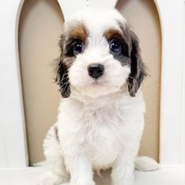 Freckles - Merle male Cavapoo puppy in Peoria, Arizona from Cactus Doods