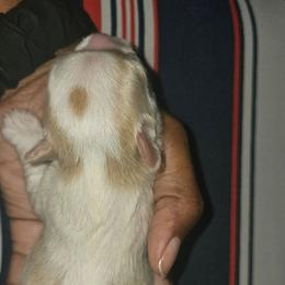 Orian - Parti male Yorkshire Terrier puppy in Atlanta, Georgia from Royal Beauties Yorkies of Atlanta