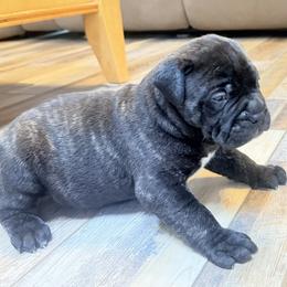 Larry - Red brindle male Bullmastiff puppy in Gaston, Indiana from Fernandes’ Guardians Bullmastiff and French Bulldogs