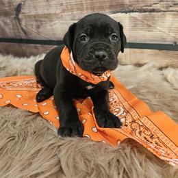 Cane Corso Puppies from Carrie Brown's Cane Corsos
