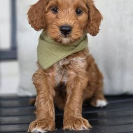 Cayenne - Red  male Goldendoodle puppy in Leander, Texas from Doodle Doula
