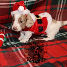 Peanut - Piebald male Dachshund puppy in Seagoville, Texas from Doxi Delights AKC & CKC Dachshunds