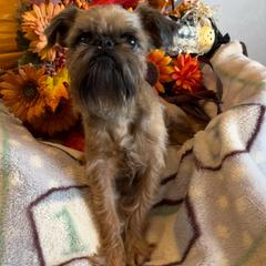 Lucy - Brussels Griffon
