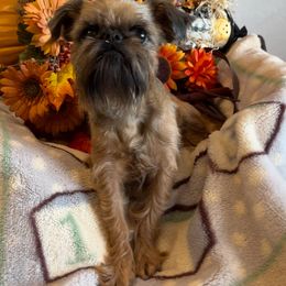 Lucy - Brussels Griffon
