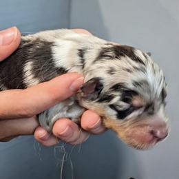 Australian Shepherd puppies from Walnut Ridge Farms Aussies
