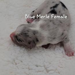 Blue Merle Female - Blue merle female Miniature Australian Shepherd puppy in Waxhaw, North Carolina from Cane Creek Aussies