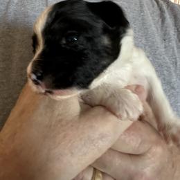 Girl 6 - Black brown and white female Papillon puppy in Middleville, Michigan from Cheryl's Papillons