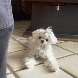 Maltese Puppies from Made to Love Maltese LLC