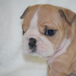 Boy4 - Fawn male Bulldog puppy in Bradleyville, Missouri from HurstBulldogs