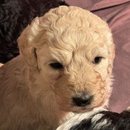 Goldendoodle Puppies from Doodles R Us