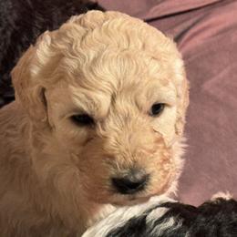 Goldendoodle Puppies from Doodles R Us