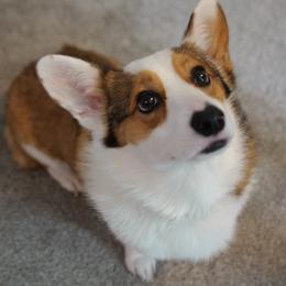 Archer - Pembroke Welsh Corgi