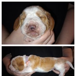 Purple - Lemon and white female Basset Hound puppy in Highland, Michigan from Dream Hounds of Michigan