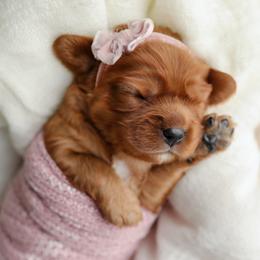 Cavalier King Charles Spaniel Puppies from Sweet Southern Cavaliers