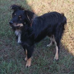Black Tri Male - Black tri male Miniature Australian Shepherd puppy in Louisville, Mississippi from K & K Livestock