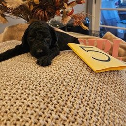 Girl 5 - Black female Poodle puppy in Detroit, Michigan from Pretty Spoiled Spoos llc