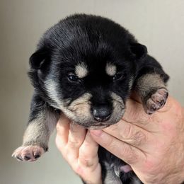 Black Boy - Arvo - Black and tan male Lapponian Herder puppy in Prattsburgh, New York from Maalattu Koirankoppi Lapponian Herders