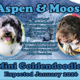 Goldendoodle puppies from Kim's Cove Dog Co.