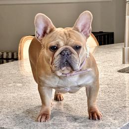 Zara - French Bulldog