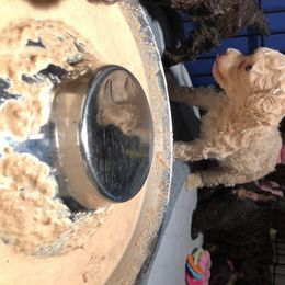 Aussiedoodle and Poodle Puppies from Ohana Companions