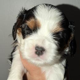 Tri girl - Tri-color female Cavalier King Charles Spaniel puppy in Queen Creek, Arizona from Andresen's Cavaliers