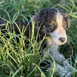 Black Tri Male - Australian Shepherd puppy in Mc Alisterville, Pennsylvania from Colibri Acres And Farm