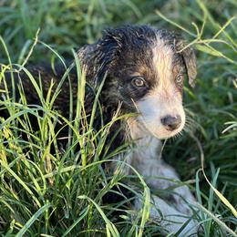 Black Tri Male - Australian Shepherd puppy in Mc Alisterville, Pennsylvania from Colibri Acres And Farm
