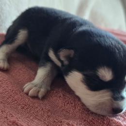 Gray Boy - Black and white male Alaskan Klee Kai puppy in Naples, Idaho from Kootenai Valley Klee Kai
