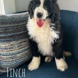 Bernedoodle Puppies from East Coast Bernedoodles