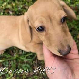 Maple English Cream AKC - Cream female Dachshund puppy in Kansas City, Missouri from Divine Doxies LLC