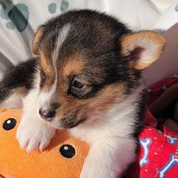 Redbone Bandana boy - Black and tan male Pembroke Welsh Corgi puppy in Cherokee, Oklahoma from MCS Farms-OK