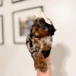 Taffy - Tri-color female Cavapoo puppy in Colcord, Oklahoma from Copper Lane Aussies, Doodles & Cavapoos