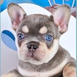 Boy 2 - Michael - Blue fawn male French Bulldog puppy in Elberton, Georgia from Ioney's Southern Paws Shelties, Frenchies, and Yorkies