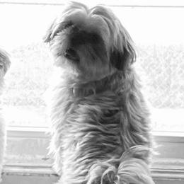Shih Tzus from Maizy Mae's Moose Nuggets
