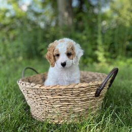 Girl 2 - female Cavapoo puppy in Englewood, Ohio from Hart’s Cavapoos