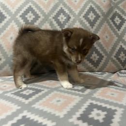 Boy 1 - Chocolate male Pomsky puppy in Harpers Ferry, West Virginia from Brandie Kelley