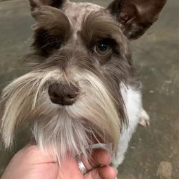 Emelia - Parti female Miniature Schnauzer puppy in Kentucky from Mrs Bs Teeny Schnauzers & Doodles