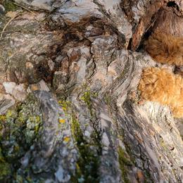 Poodle Puppies from My Buddies Puppies