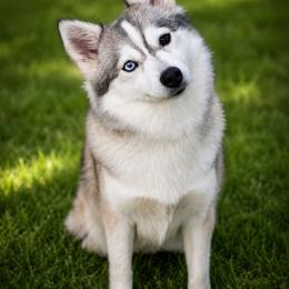 Zelda - Pomsky