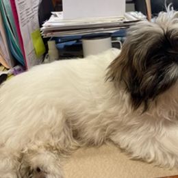 Morkies, Shih Tzus, and Shorkies from Emmy’s Morkies Shorkies and Shihtzu