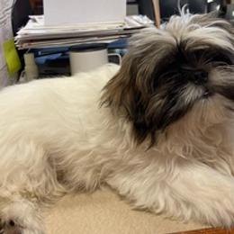 Morkies, Shih Tzus, and Shorkies from Emmy’s Morkies Shorkies and Shihtzu