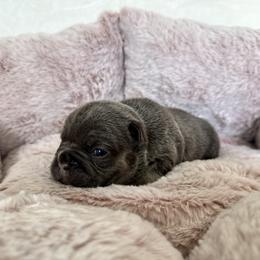 Girl 2 - female French Bulldog puppy in Walnut, California from Flores Frenchies