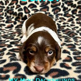 Sailor - Piebald male Dachshund puppy in Carlsbad, Texas from MV Mini Dachshunds